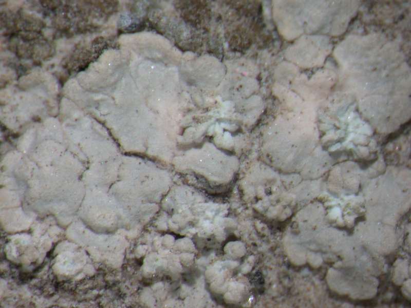 [Trapeliopsis wallrothii]